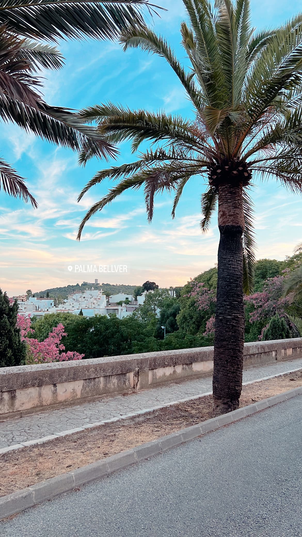 Palmer längs en promenad med utsikt över Palma